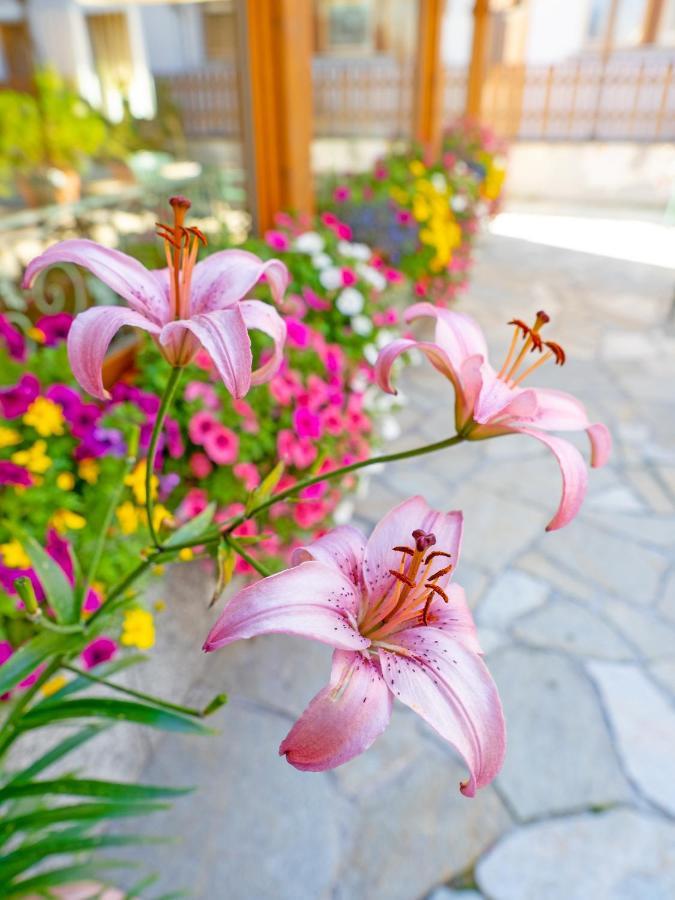 Albergo Alpenrose Livigno Eksteriør billede